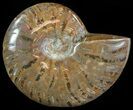 Flashy Red Iridescent Ammonite - Wide #66636-1